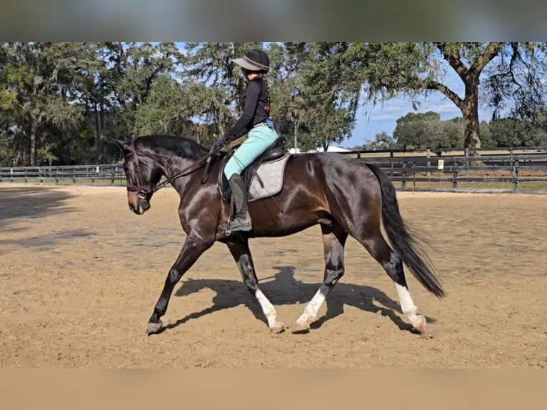 Koń oldenburski Wałach 10 lat 170 cm Gniada in Ocala FL