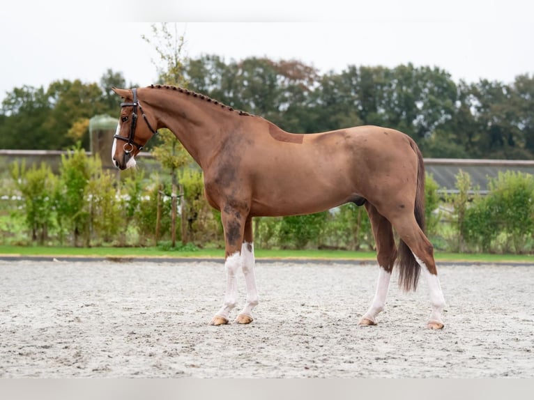 Koń oldenburski Wałach 10 lat 170 cm Kasztanowata in Bladel