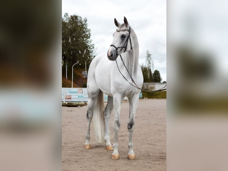 Koń oldenburski Wałach 10 lat 173 cm Siwa in Baracs