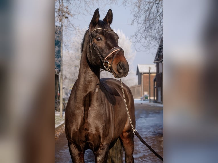 Koń oldenburski Wałach 10 lat 175 cm Ciemnogniada in Ingelheim am Rhein