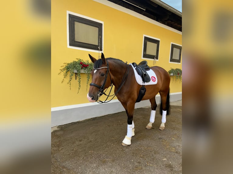 Koń oldenburski Wałach 10 lat 177 cm Gniada in Kirchberg Thening