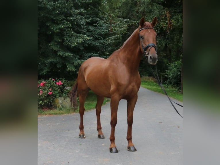 Koń oldenburski Wałach 10 lat 178 cm Kasztanowata in Ringgau