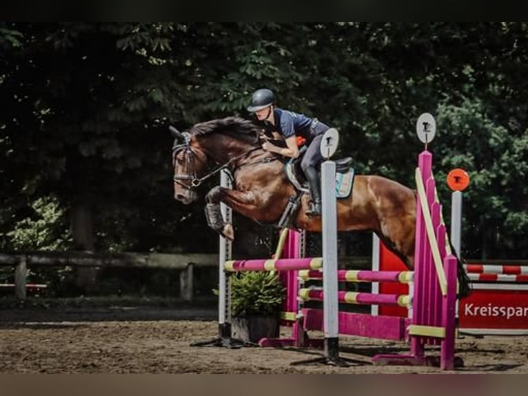 Koń oldenburski Wałach 11 lat 161 cm Gniada in Fürstenau