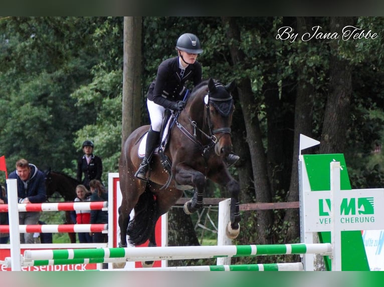 Koń oldenburski Wałach 11 lat 161 cm Gniada in Fürstenau