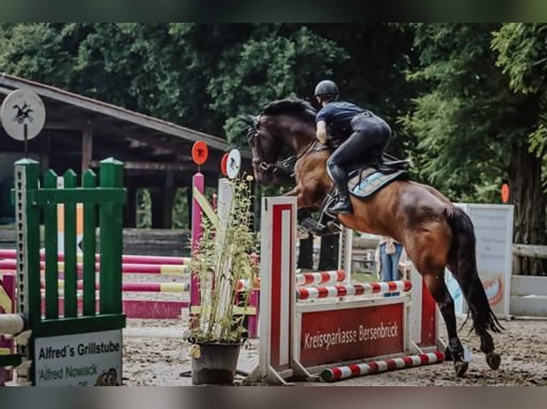 Koń oldenburski Wałach 11 lat 161 cm Gniada in Fürstenau