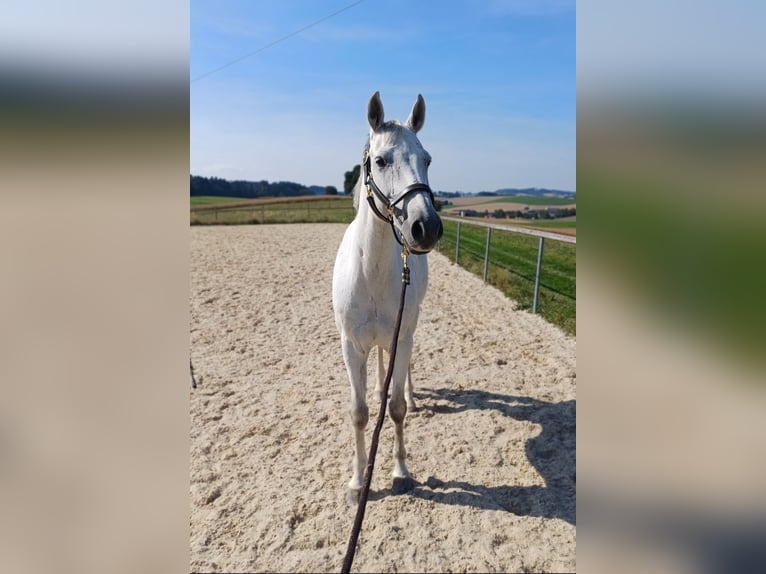 Koń oldenburski Wałach 11 lat 164 cm Siwa in Pennewang