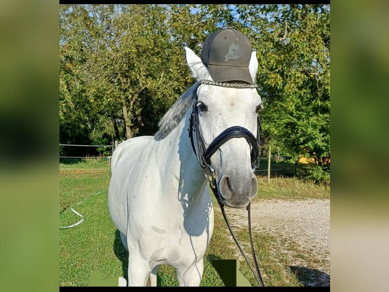 Koń oldenburski Wałach 11 lat 164 cm Siwa in Pennewang