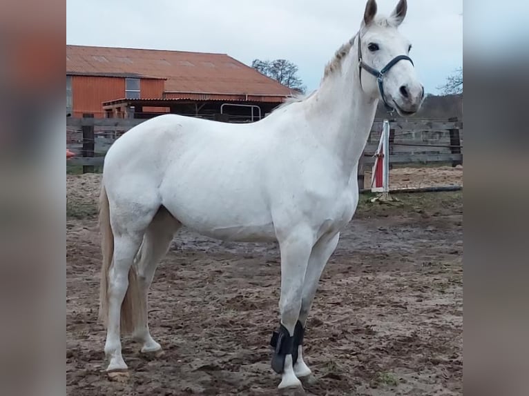 Koń oldenburski Wałach 11 lat 165 cm Siwa in Freden (Leine)