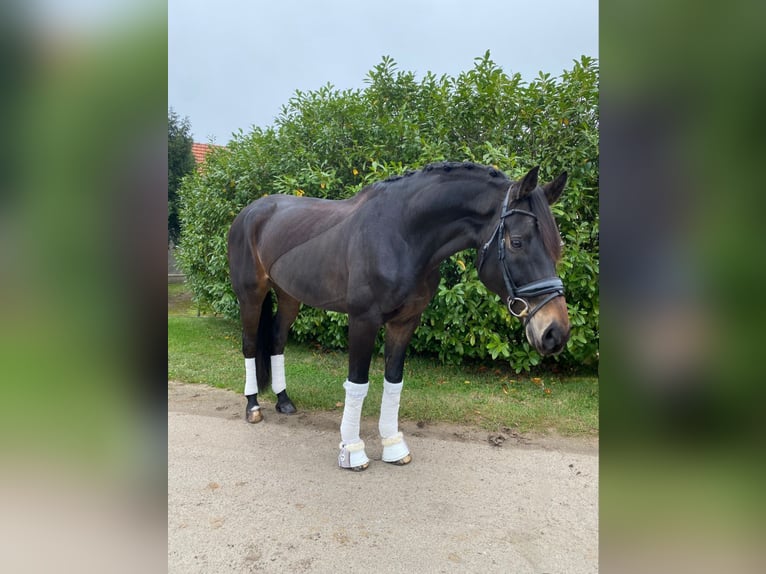 Koń oldenburski Wałach 11 lat 168 cm Ciemnogniada in Oyten