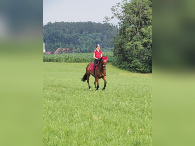 Koń oldenburski Wałach 11 lat 168 cm Gniada in Groß Enzersdorf