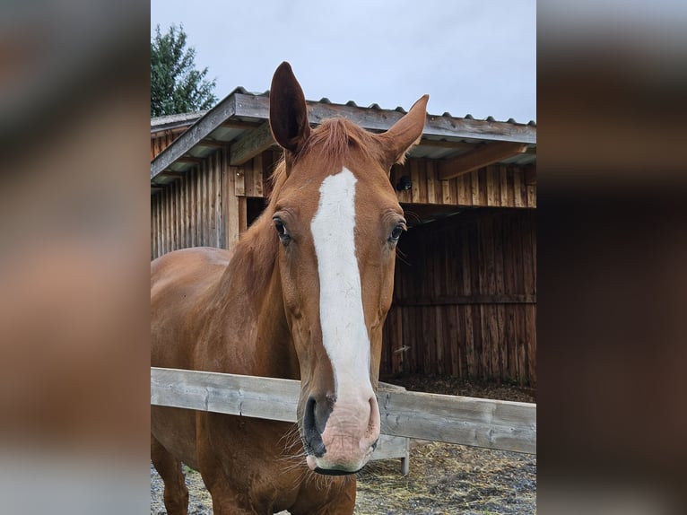 Koń oldenburski Wałach 11 lat 168 cm Kasztanowata in Sennwald