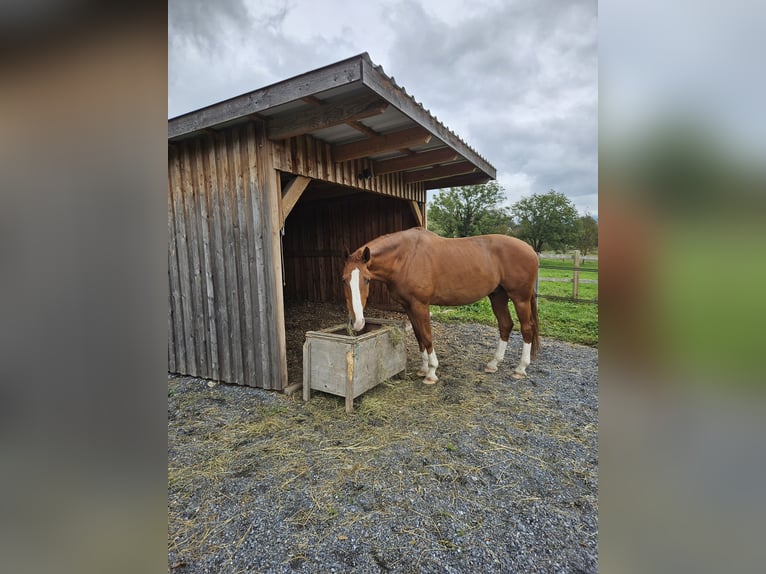 Koń oldenburski Wałach 11 lat 168 cm Kasztanowata in Sennwald