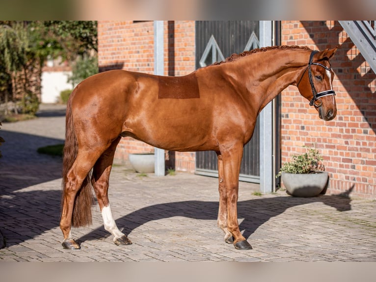 Koń oldenburski Wałach 11 lat 169 cm Kasztanowata in Berlin