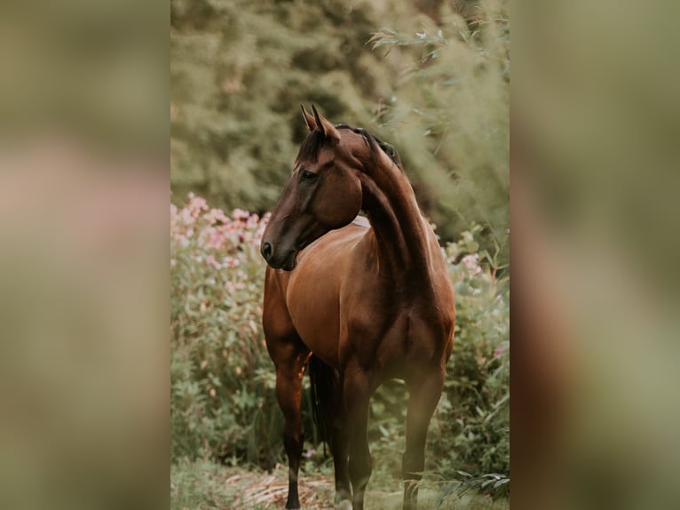 Koń oldenburski Wałach 11 lat 170 cm Ciemnogniada in Straubenhardt