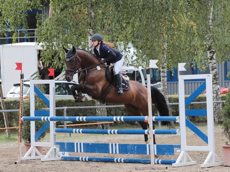 Koń oldenburski Wałach 11 lat 170 cm Ciemnogniada in Straubenhardt