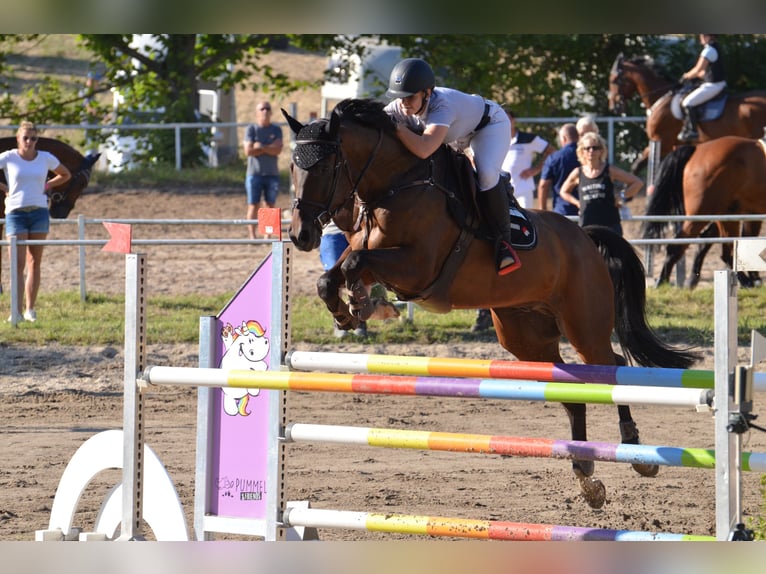 Koń oldenburski Wałach 11 lat 170 cm Ciemnogniada in Straubenhardt