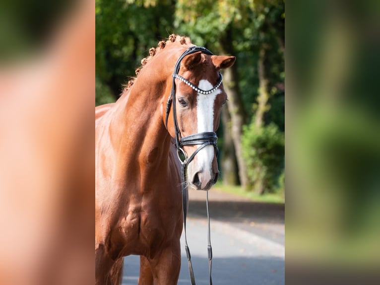 Koń oldenburski Wałach 11 lat 172 cm Kasztanowata in Ganderkesee