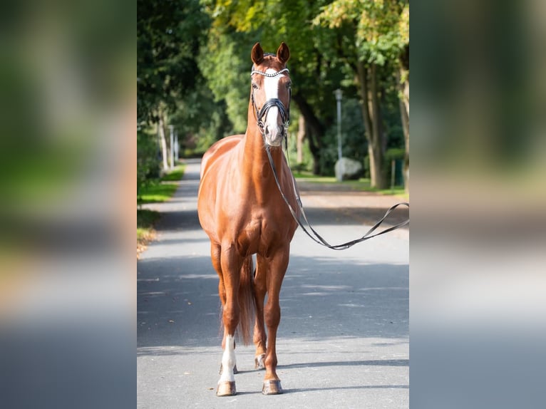 Koń oldenburski Wałach 11 lat 172 cm Kasztanowata in Ganderkesee