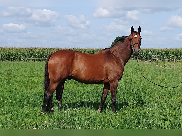 Koń oldenburski Wałach 11 lat 174 cm Gniada in Damme