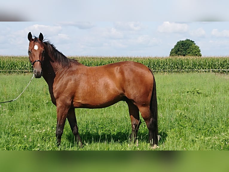 Koń oldenburski Wałach 11 lat 174 cm Gniada in Damme