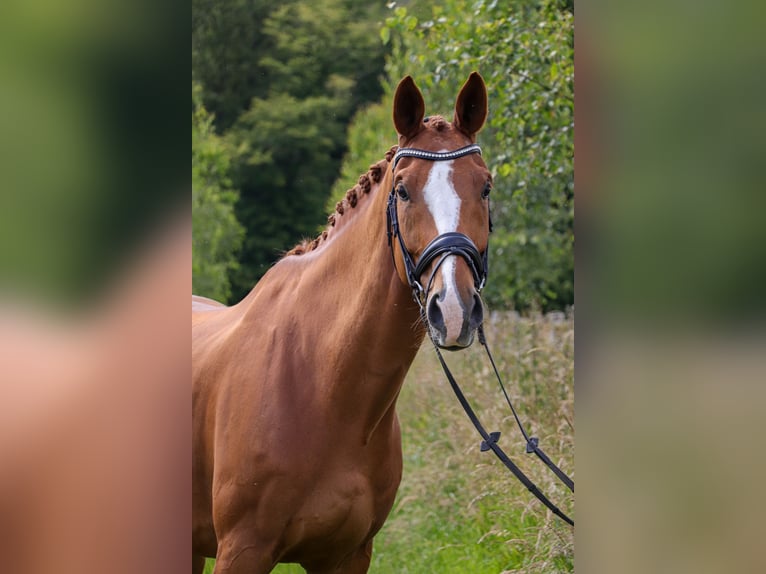 Koń oldenburski Wałach 11 lat 174 cm Kasztanowata in Bonefeld