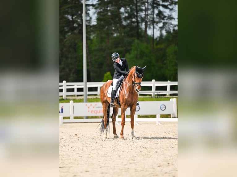 Koń oldenburski Wałach 11 lat 175 cm Kasztanowata in Sopot