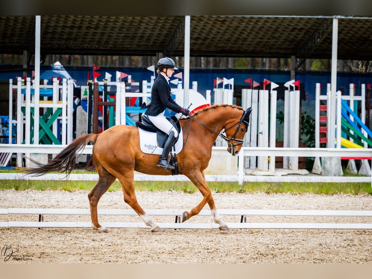 Koń oldenburski Wałach 11 lat 175 cm Kasztanowata in Sopot