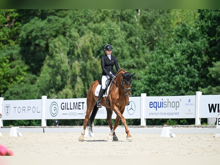 Koń oldenburski Wałach 11 lat 175 cm Kasztanowata in Sopot