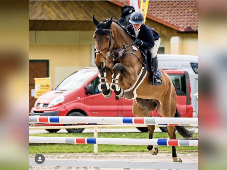 Koń oldenburski Wałach 11 lat 180 cm Gniada in Ústí nad Labem 40001