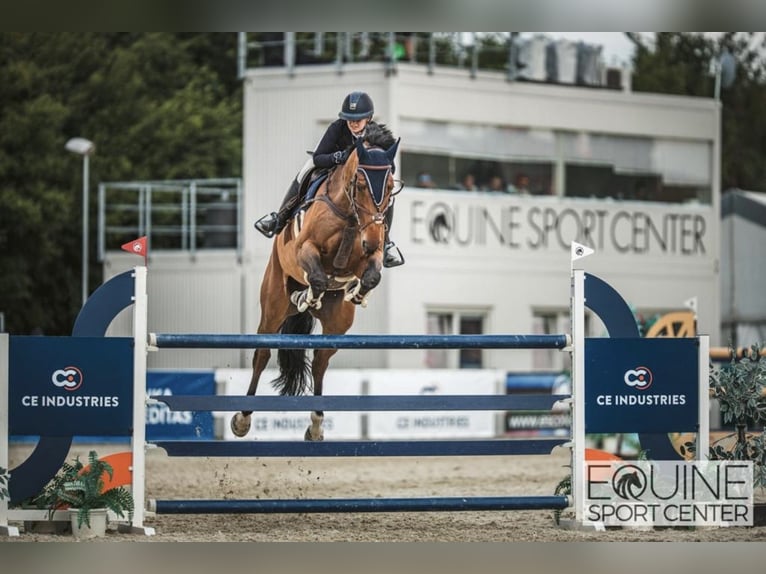 Koń oldenburski Wałach 11 lat 180 cm Gniada in Ústí nad Labem 40001