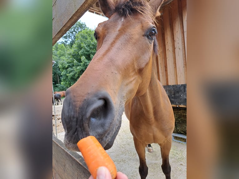 Koń oldenburski Wałach 12 lat 165 cm Gniada in Felixdorf