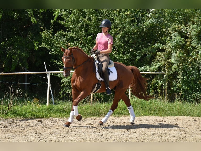 Koń oldenburski Wałach 12 lat 165 cm Kasztanowata in Prag