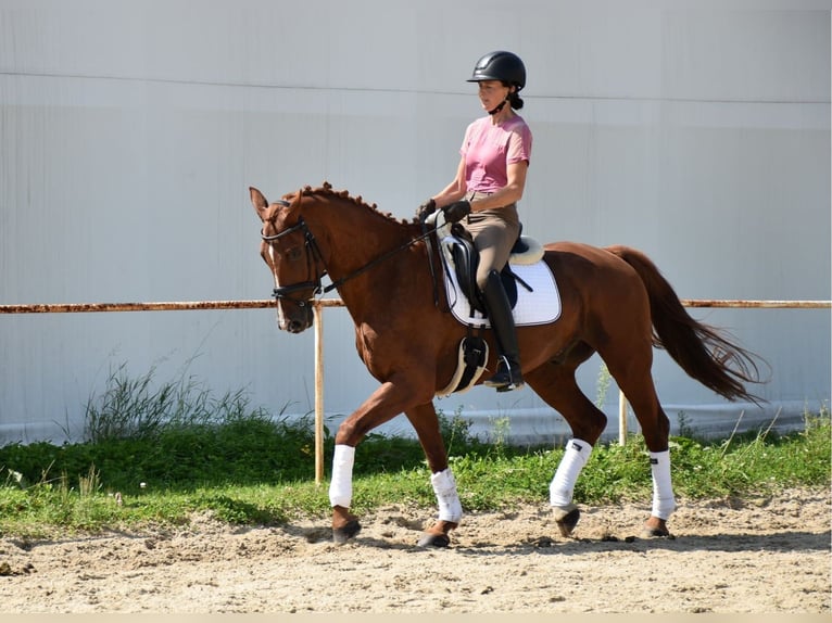 Koń oldenburski Wałach 12 lat 165 cm Kasztanowata in Prag