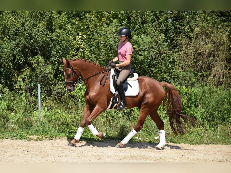 Koń oldenburski Wałach 12 lat 165 cm Kasztanowata in Prag