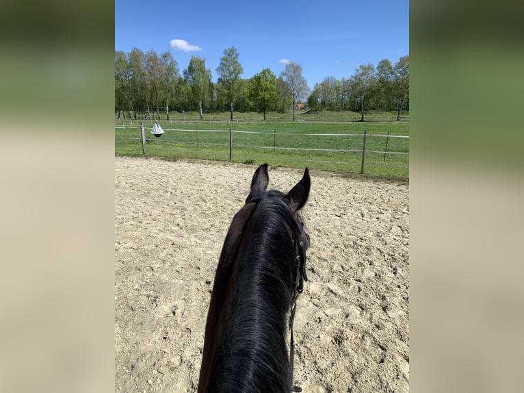 Koń oldenburski Wałach 12 lat 165 cm in Ostercappeln