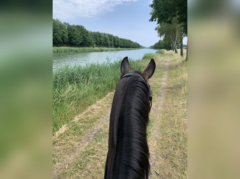 Koń oldenburski Wałach 12 lat 165 cm in Ostercappeln