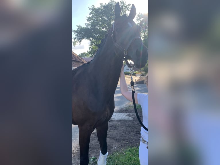 Koń oldenburski Wałach 12 lat 165 cm in Ostercappeln