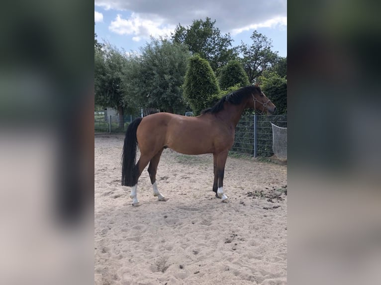 Koń oldenburski Wałach 12 lat 168 cm in Gelsenkirchen