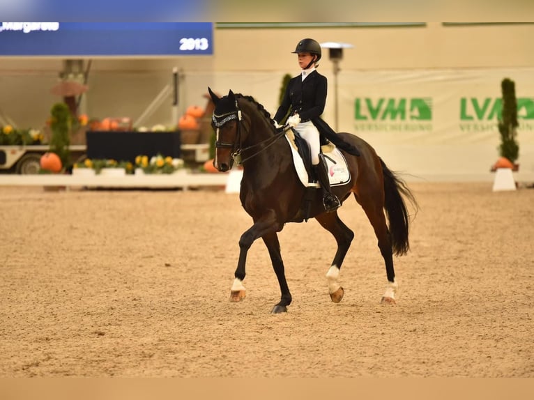 Koń oldenburski Wałach 12 lat 169 cm Ciemnogniada in Münchberg