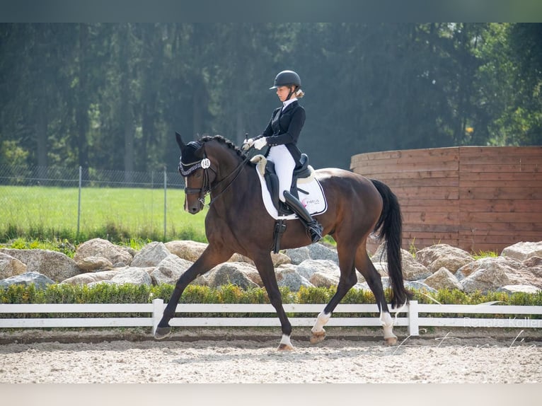 Koń oldenburski Wałach 12 lat 169 cm Ciemnogniada in Münchberg