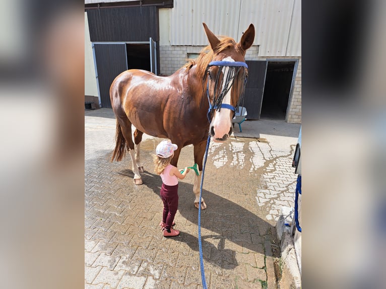 Koń oldenburski Wałach 12 lat 170 cm Kasztanowata in Groß-Umstadt