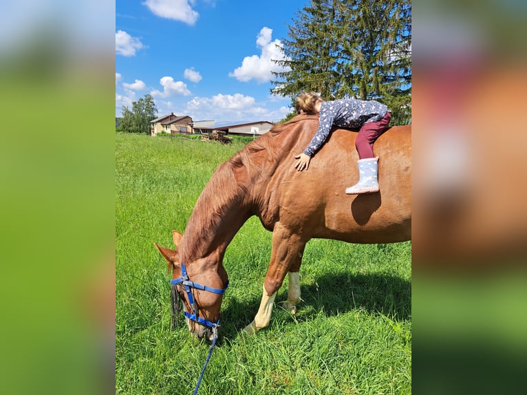 Koń oldenburski Wałach 12 lat 170 cm Kasztanowata in Groß-Umstadt