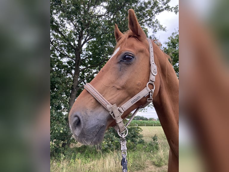 Koń oldenburski Wałach 12 lat 175 cm Kasztanowata in Rhede