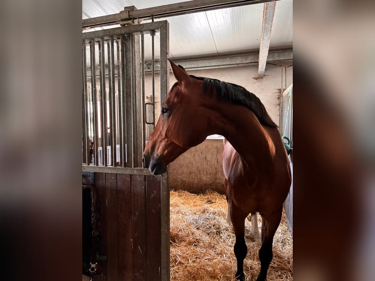 Koń oldenburski Wałach 13 lat 173 cm Gniada in Friedrichshafen