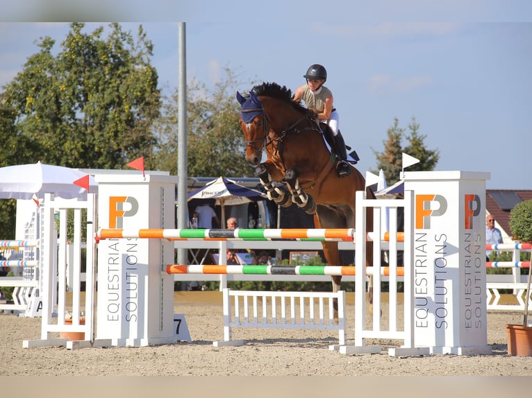 Koń oldenburski Wałach 13 lat 173 cm Gniada in Friedrichshafen