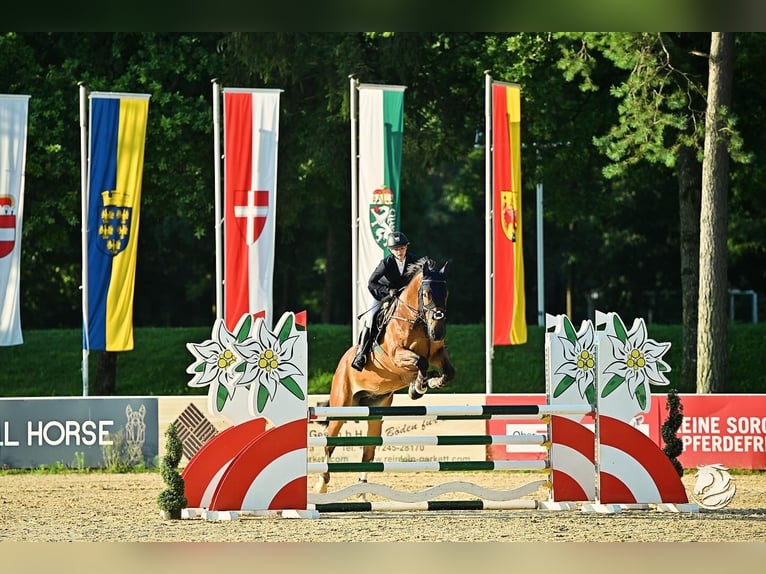 Koń oldenburski Wałach 13 lat 173 cm Gniada in Friedrichshafen