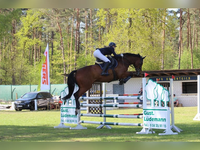 Koń oldenburski Wałach 13 lat 173 cm Gniada in Clenze