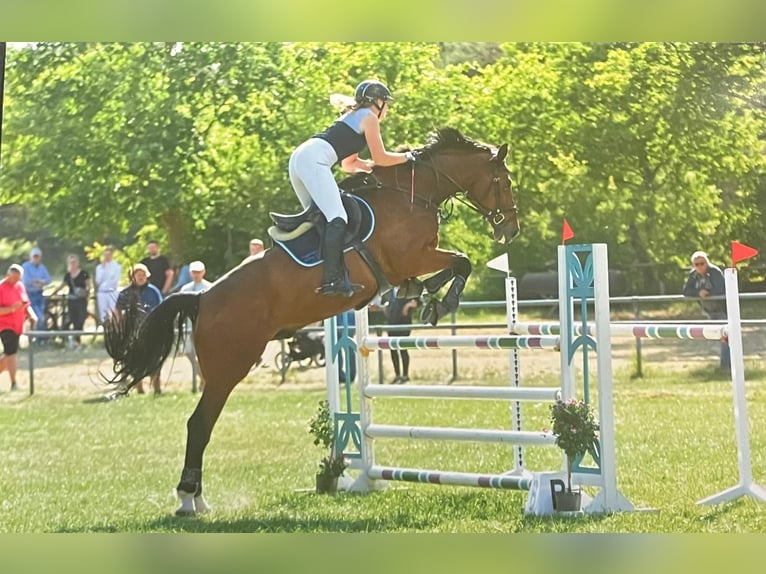 Koń oldenburski Wałach 13 lat 173 cm Gniada in Clenze