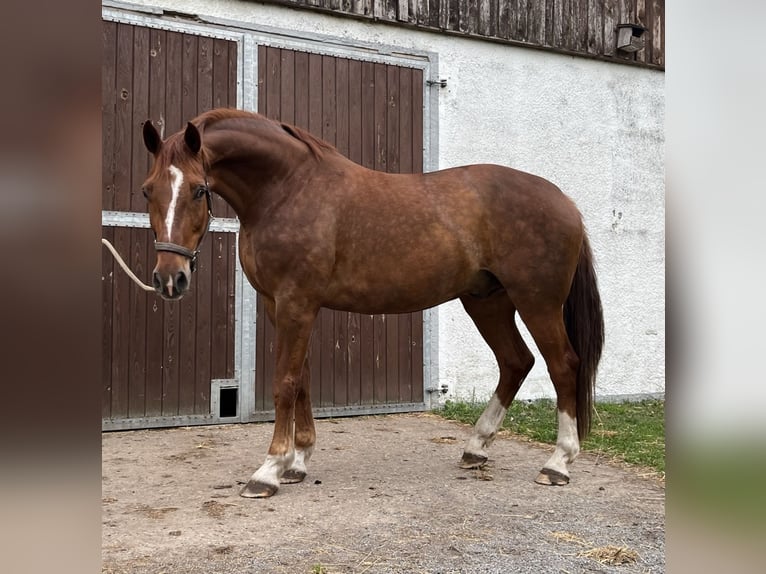 Koń oldenburski Wałach 13 lat 180 cm Kasztanowata in Lübtheen