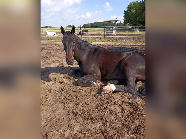 Koń oldenburski Wałach 13 lat 183 cm Ciemnogniada in Bassum